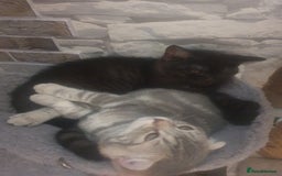 British Shorthair cats for sale: British Shorthair Kittens - Image 5