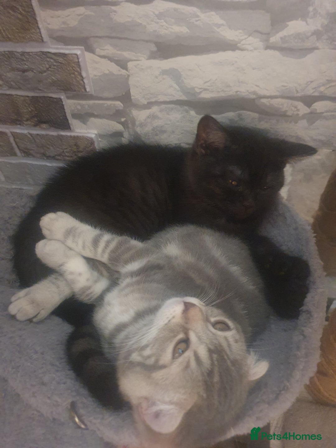 British Shorthair cats for sale: British Shorthair Kittens - Image 5