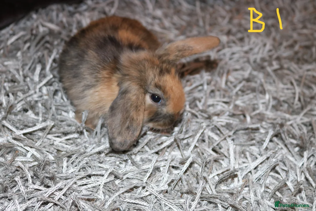 Mini Lop rabbits for sale: 5 Mini Lop x Mini Plush babies  - Advert 3