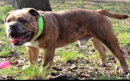 Olde English Bulldogge dogs for stud: 2 olde English bulldogs brothers for stud - Image 13