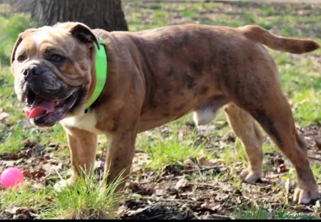 Olde English Bulldogge dogs for stud: 2 olde English bulldogs brothers for stud - Image 13