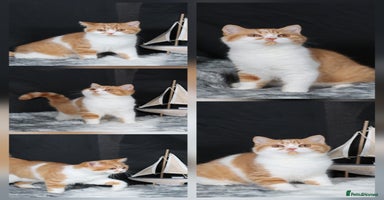 British Shorthair cats - Advert 1