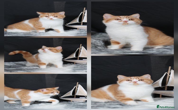 British Shorthair cats - Advert 1