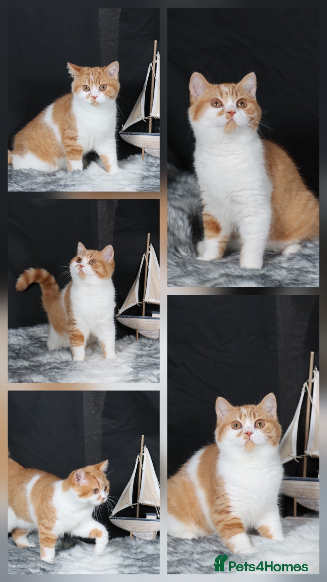 British Shorthair cats for sale: Last Red &White female British Shorthair kitten - Image 5