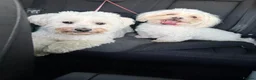 Mixed Breed dogs for adoption: 🤍MICKEY🤍 - A Fluffy Little Boy for a Family🐾 - Advert 25