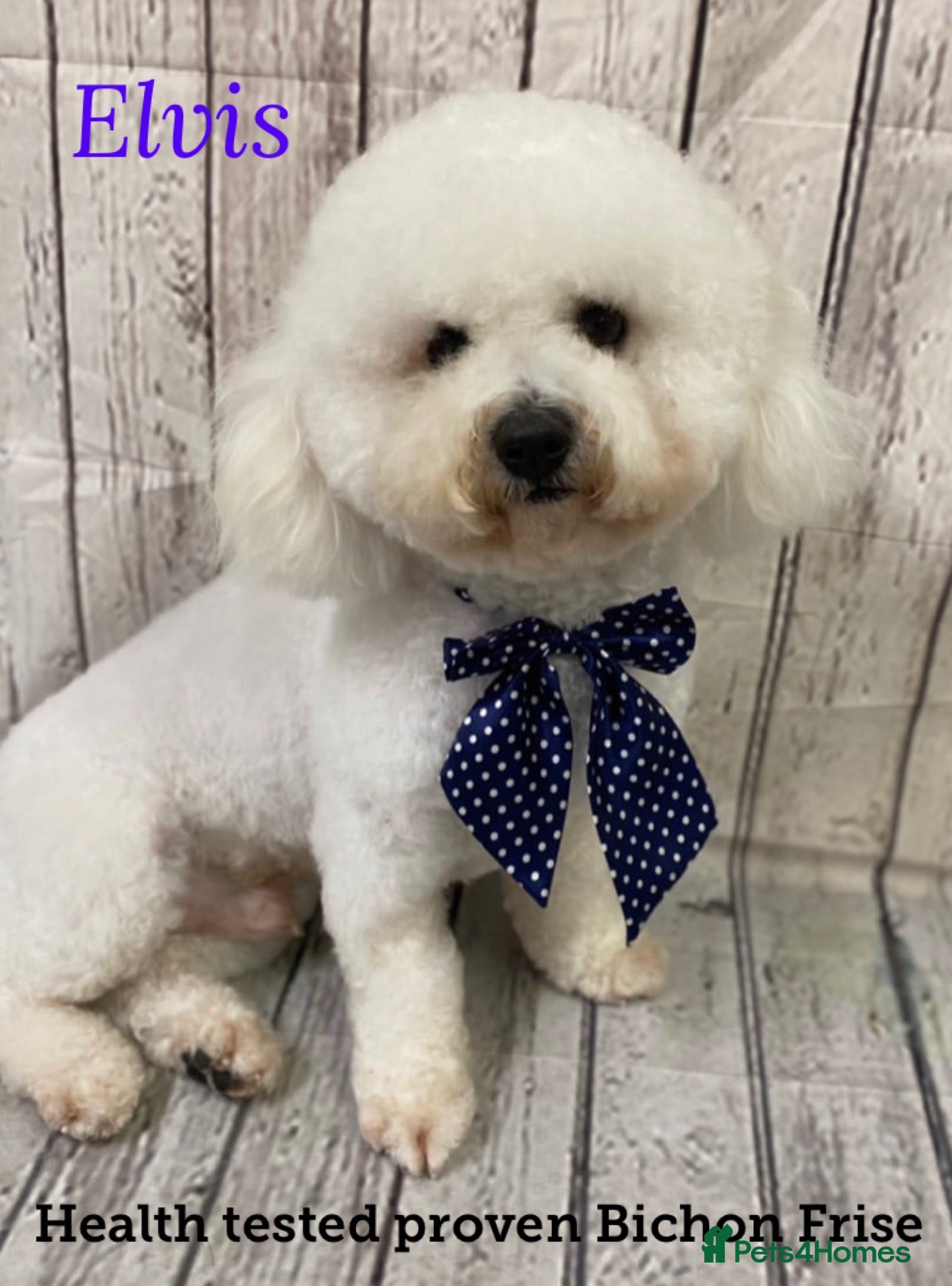 Bichon Frise dogs For stud only  - Advert 1