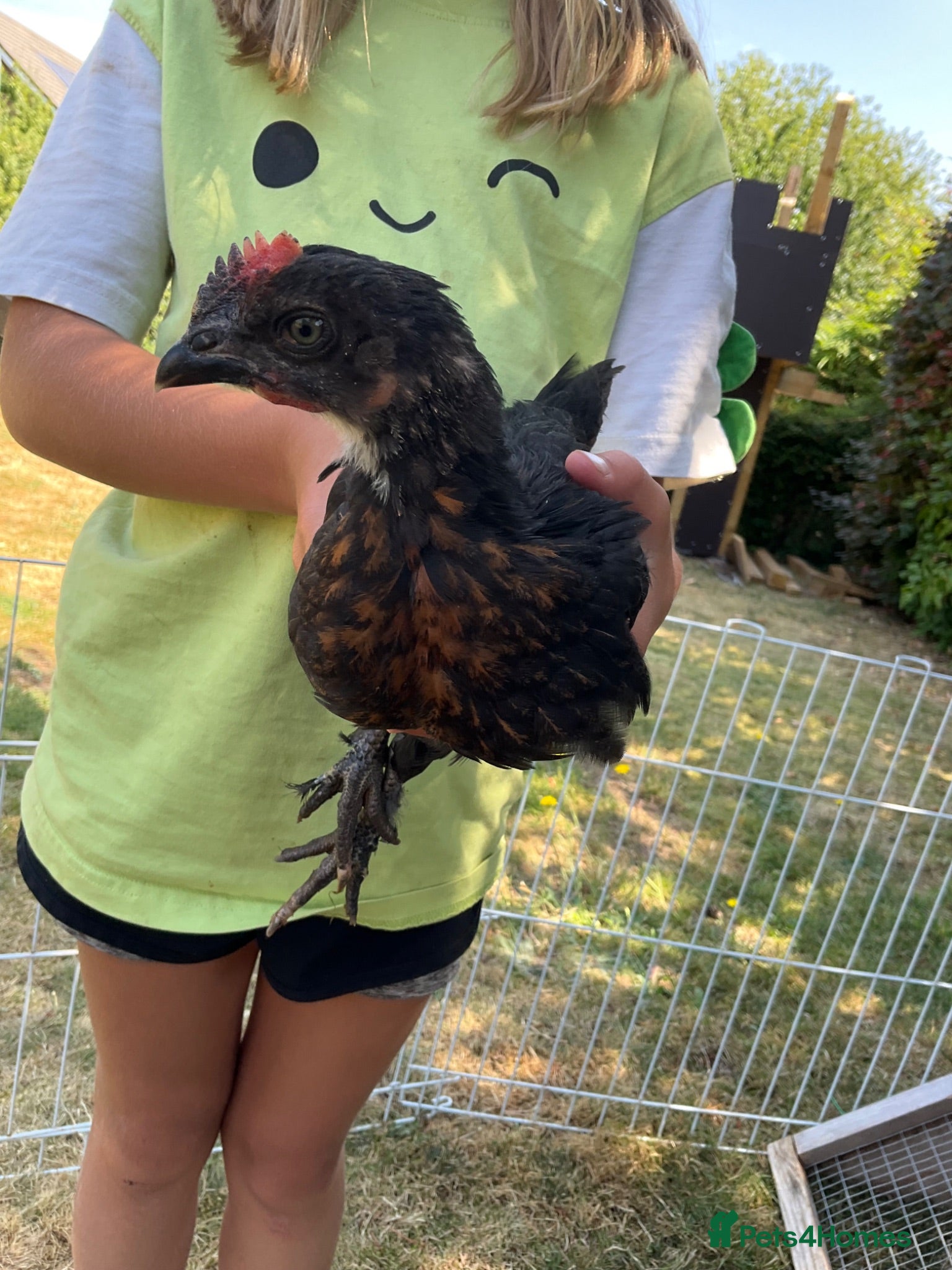 Mixed Breed livestock Cockerel chicks for sale - Advert 15