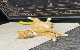 Mixed Breed cats for sale: Gorgeous boy for rehoming🐱 READ DESCRIPTION!!  - Image 1