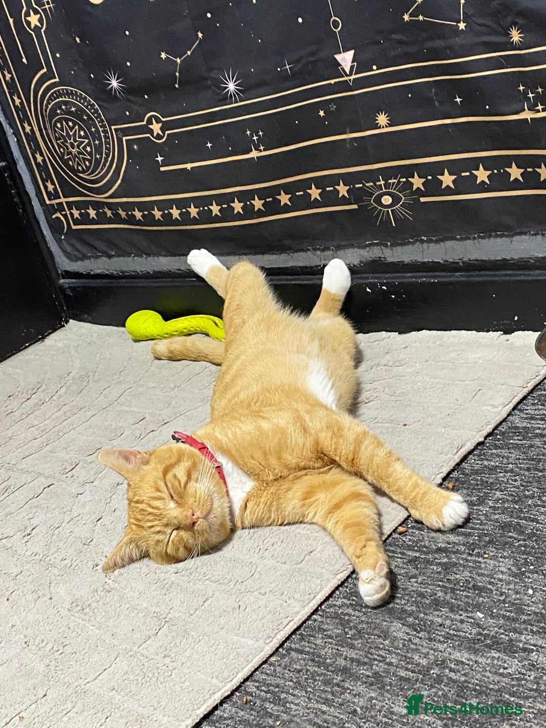 Mixed Breed cats for sale: Gorgeous boy for rehoming🐱 READ DESCRIPTION!!  - Image 1