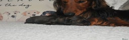 Dachshund dogs for stud: Miniature Long Haired Dachshund PRA 1 Clear KC reg in Peterborough - Advert 15