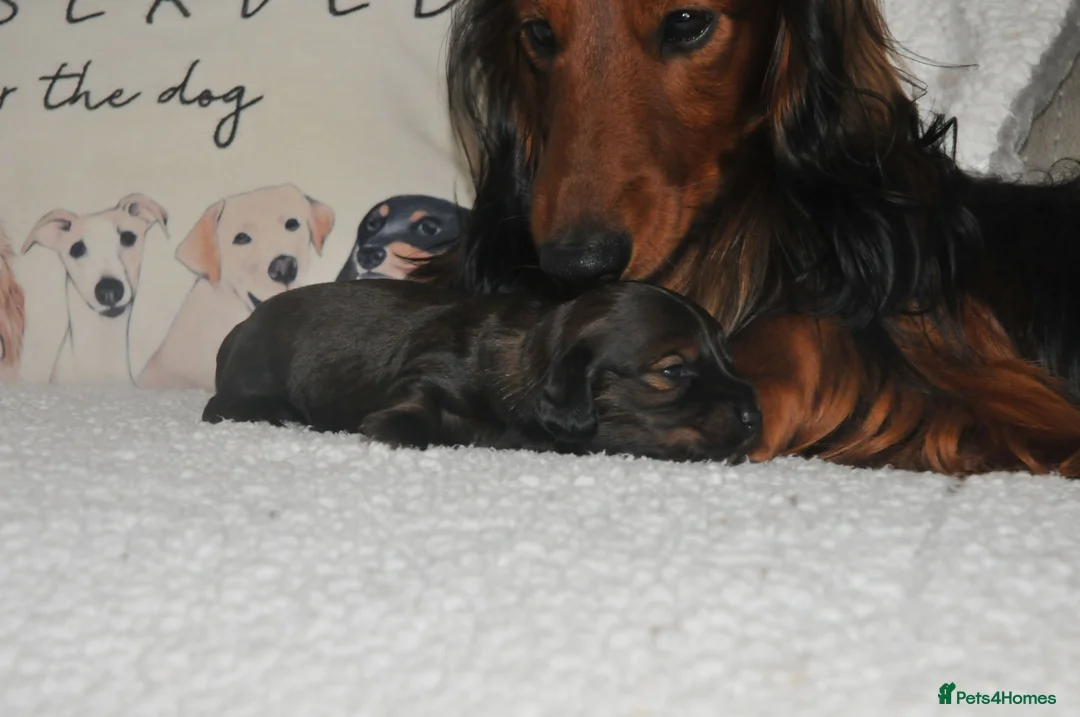Dachshund dogs for stud: Miniature Long Haired Dachshund PRA 1 Clear KC reg in Peterborough - Advert 15