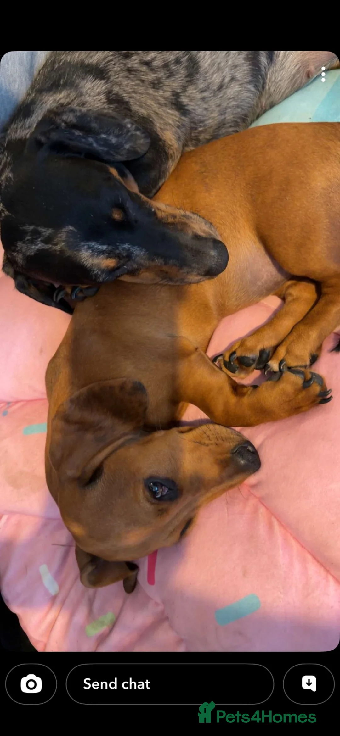 Dachshund dogs for sale: Daisy & poppy  in Milton Keynes - Advert 2
