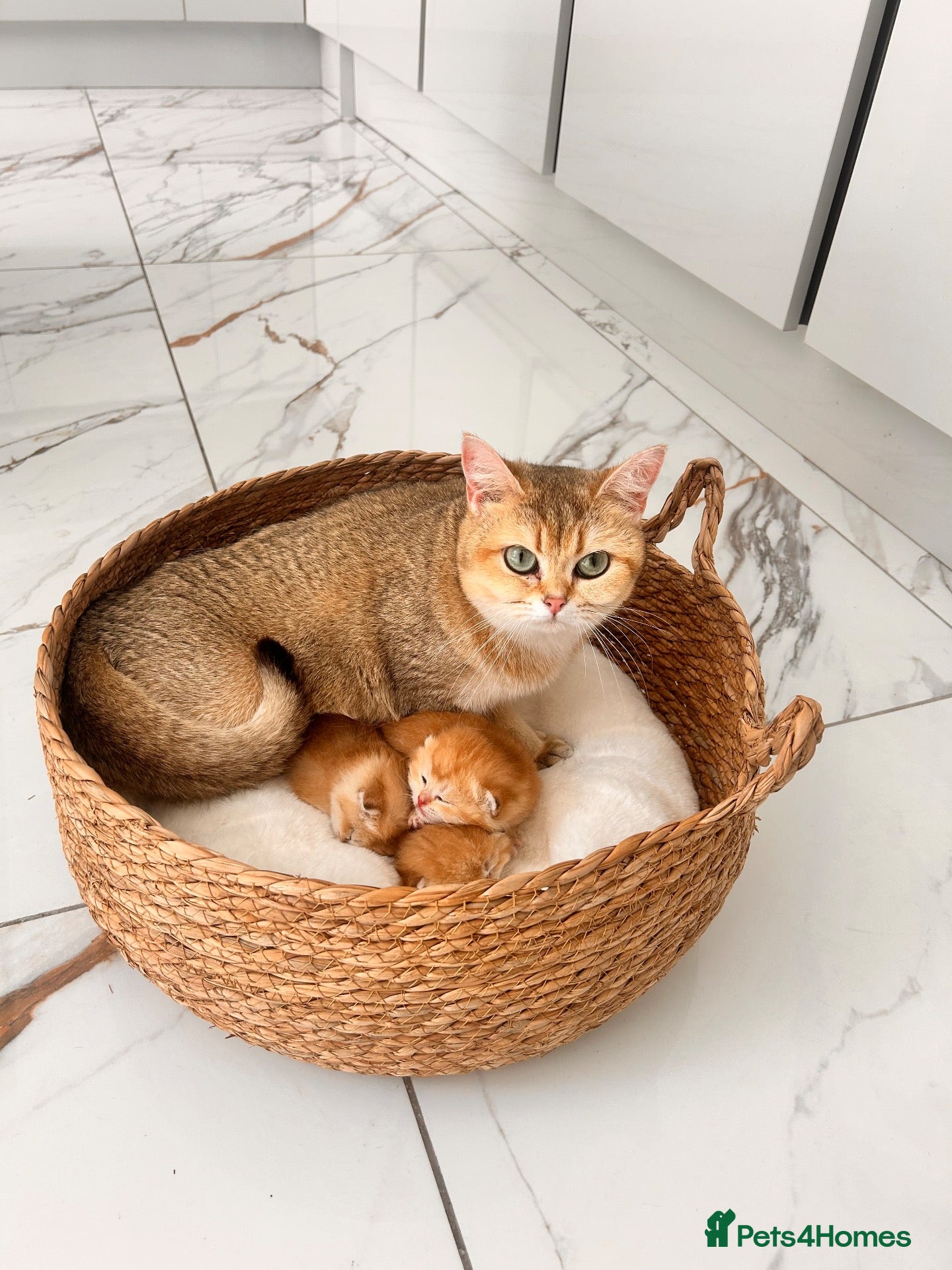 British Shorthair cats 🌈🍯 GCCF champion Golden chinchilla 🧸BSH🧸 - Advert 1