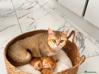 British Shorthair cats 🌈🍯 GCCF champion Golden chinchilla 🧸BSH🧸 - Advert 4