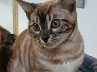 Bengal cats Stunning Bengal kittens - Advert 13