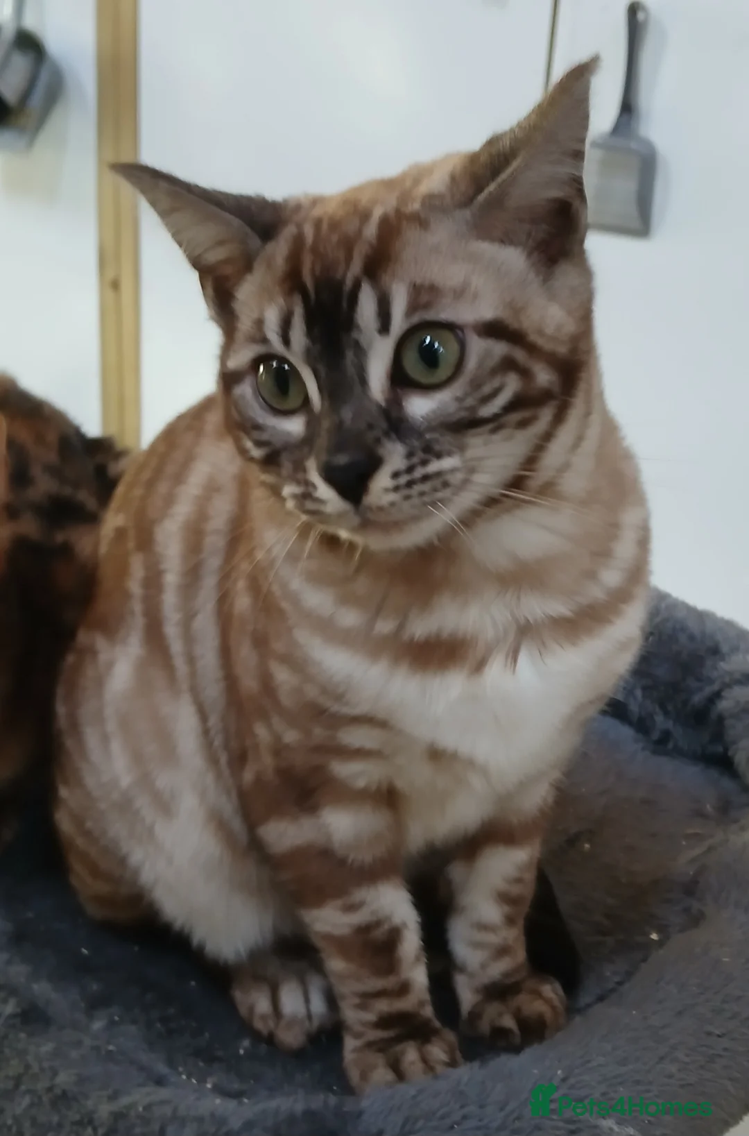 Bengal cats for sale: Stunning Bengal kittens - Advert 1