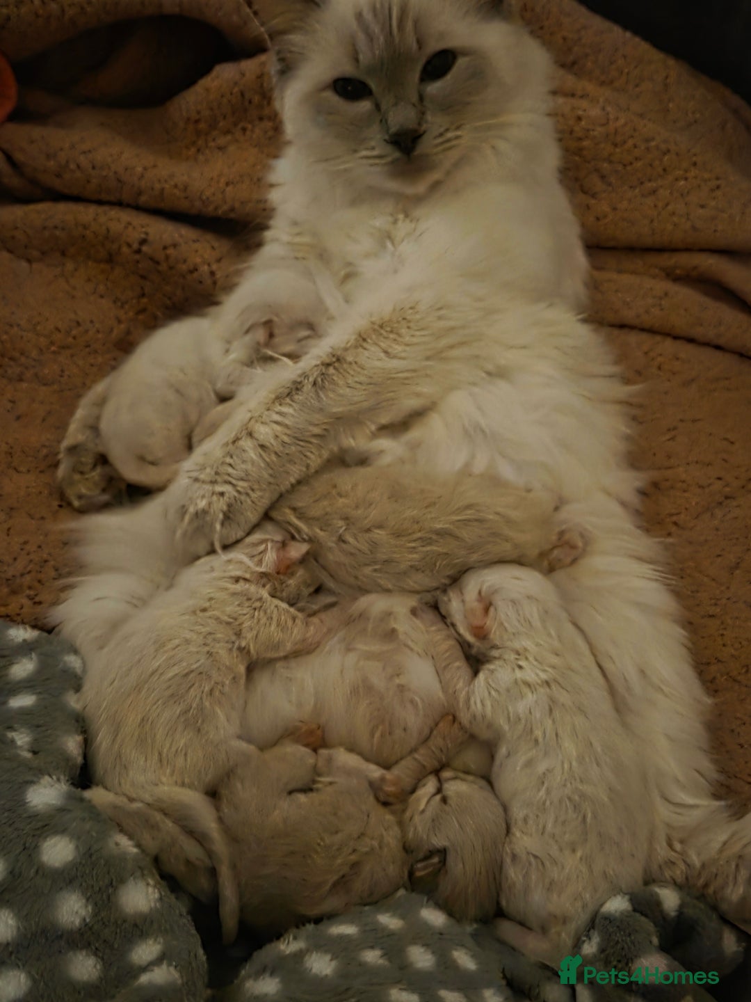 Ragdoll cats for sale: 5 fluffy chunky ragdoll babies for sale - Advert 7