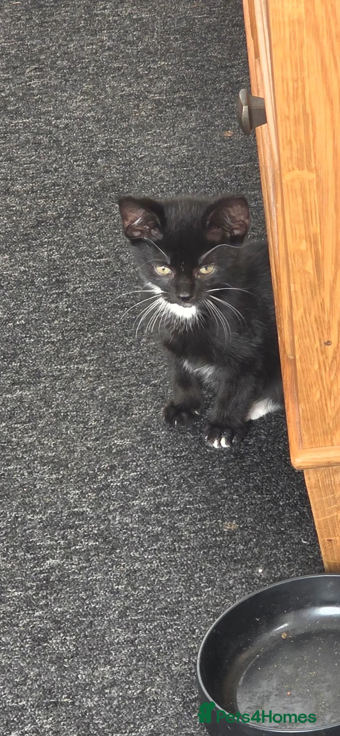 Mixed Breed cats for sale: 2 male Kittens for sale in Birmingham - Advert 2