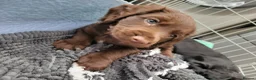Cocker Spaniel dogs for sale: **2 LEFT** KC Reg Chocolate Working Cocker Spaniel - Advert 7