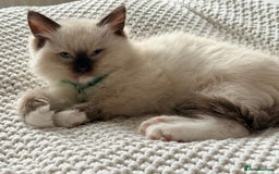 Ragdoll cats for sale: Ragdolls kittens 2 girls & 3 boys  - Image 16