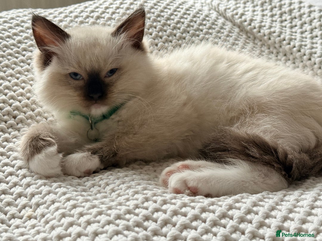 Ragdoll cats for sale: Ragdolls kittens 2 girls & 3 boys  - Image 16
