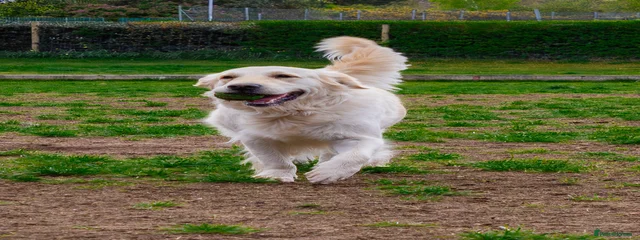 Ziva