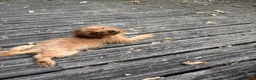 Cavapoo dogs for sale: Toy Cavapoo puppies- available 1 boy and 1 girl. - Advert 1