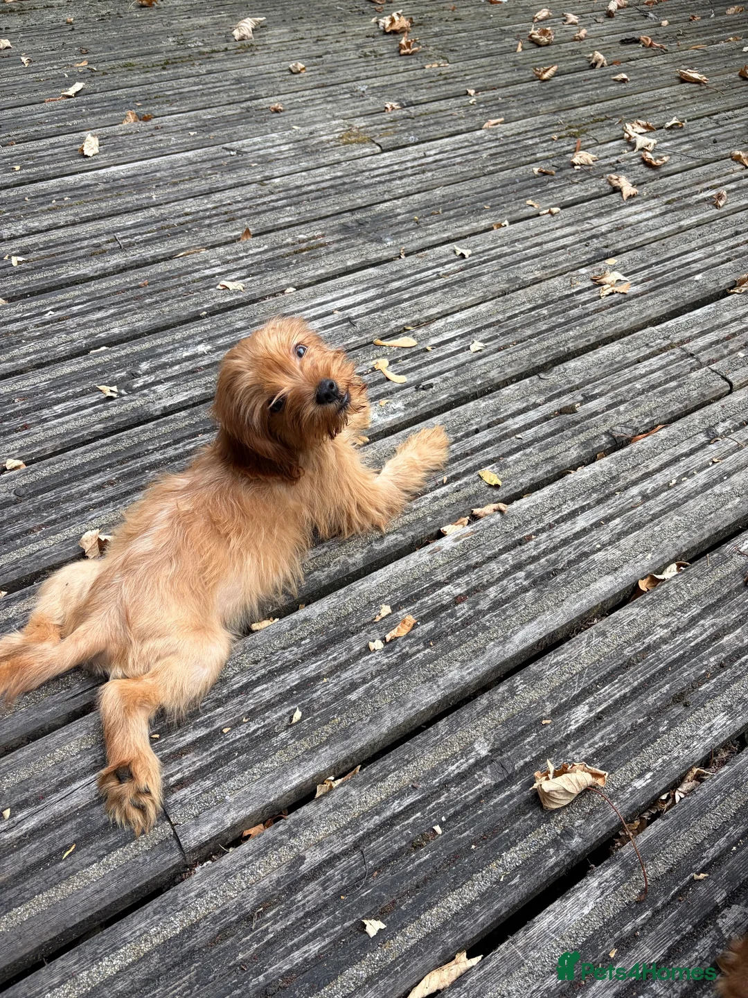 Cavapoo dogs for sale: Toy Cavapoo puppies- available 1 boy and 1 girl. - Advert 1