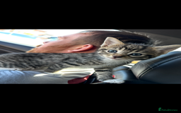 Bengal cats for sale: Gorgeous kitten Looking For A Forever Home - Image 2