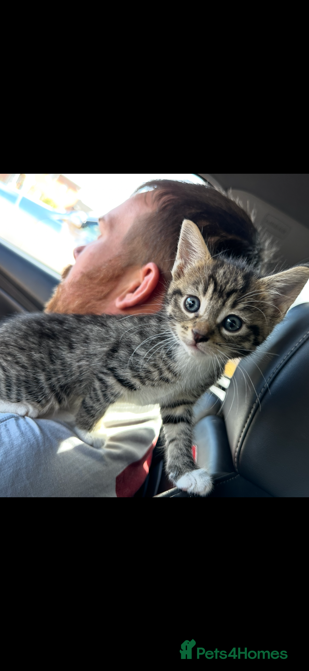 Bengal cats for sale: Gorgeous kitten Looking For A Forever Home - Image 2