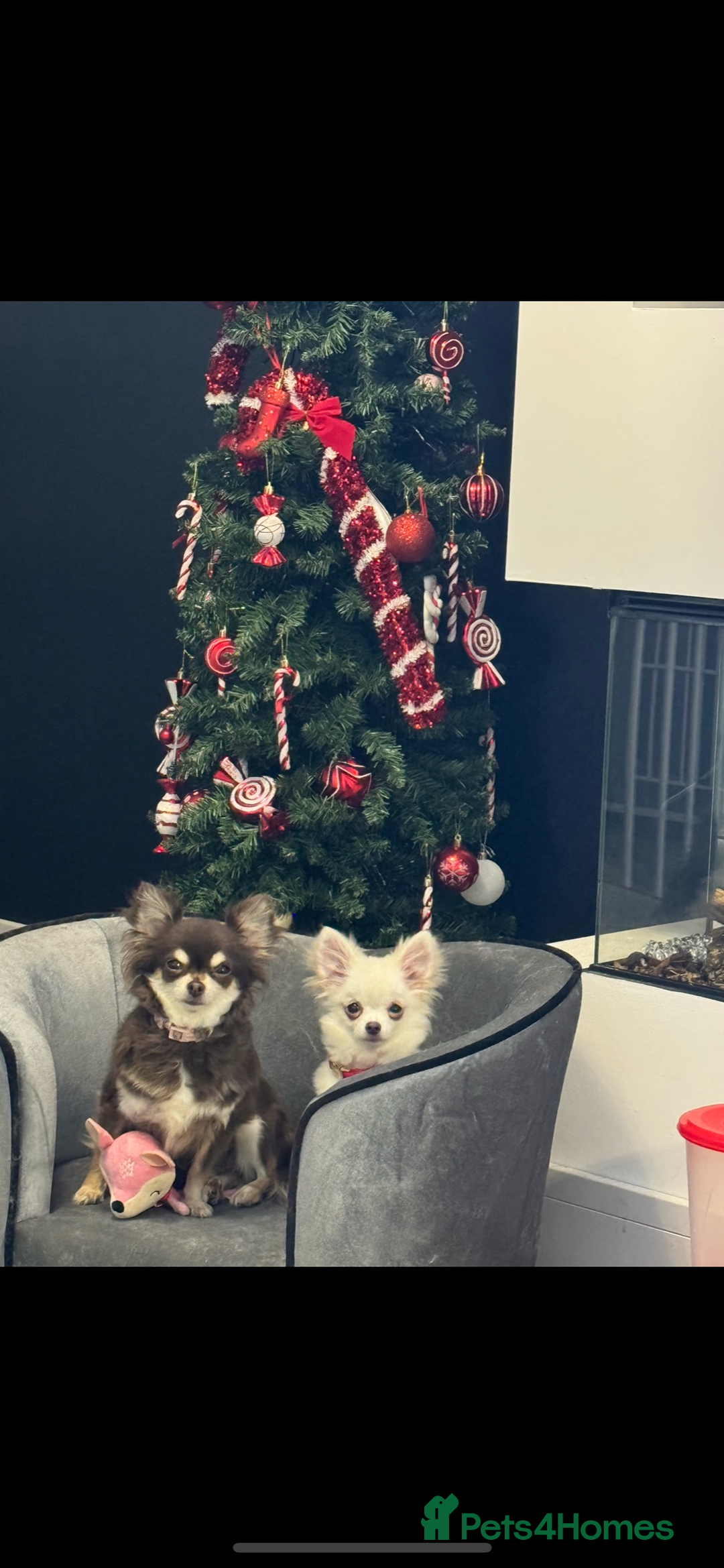 Chihuahua dogs for sale: Tiny chihuahua  - Advert 5