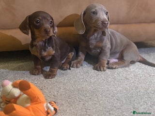 Miniature Dachshund dogs Reduced kc miniature smooth haired dachshunds - Advert 4
