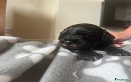 Cocker Spaniel dogs for sale: Merle Cocker Spaniel puppies 💖✨ - Image 4
