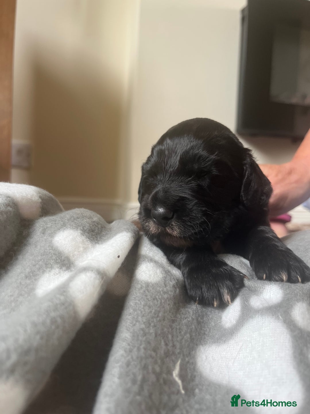 Cocker Spaniel dogs for sale: Merle Cocker Spaniel puppies 💖✨ - Image 4