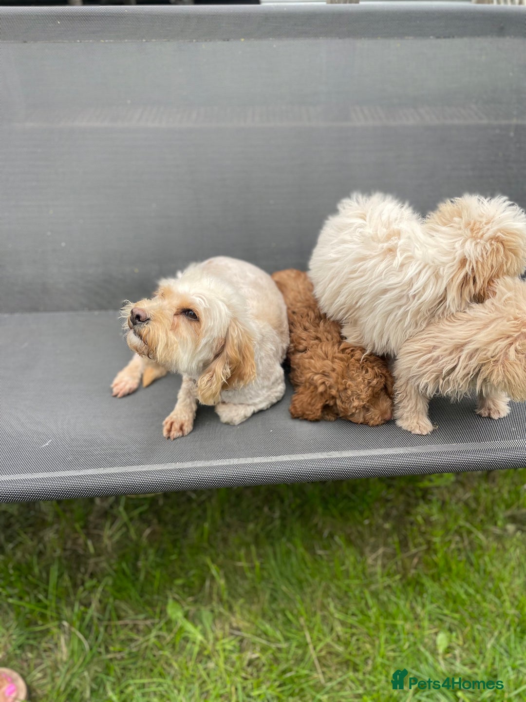 Cavapoo dogs for sale: F1b cavapoo - Image 12