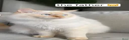 Ragdoll cats for sale: Flame Point Ragdoll Boy Last Available  - Advert 3
