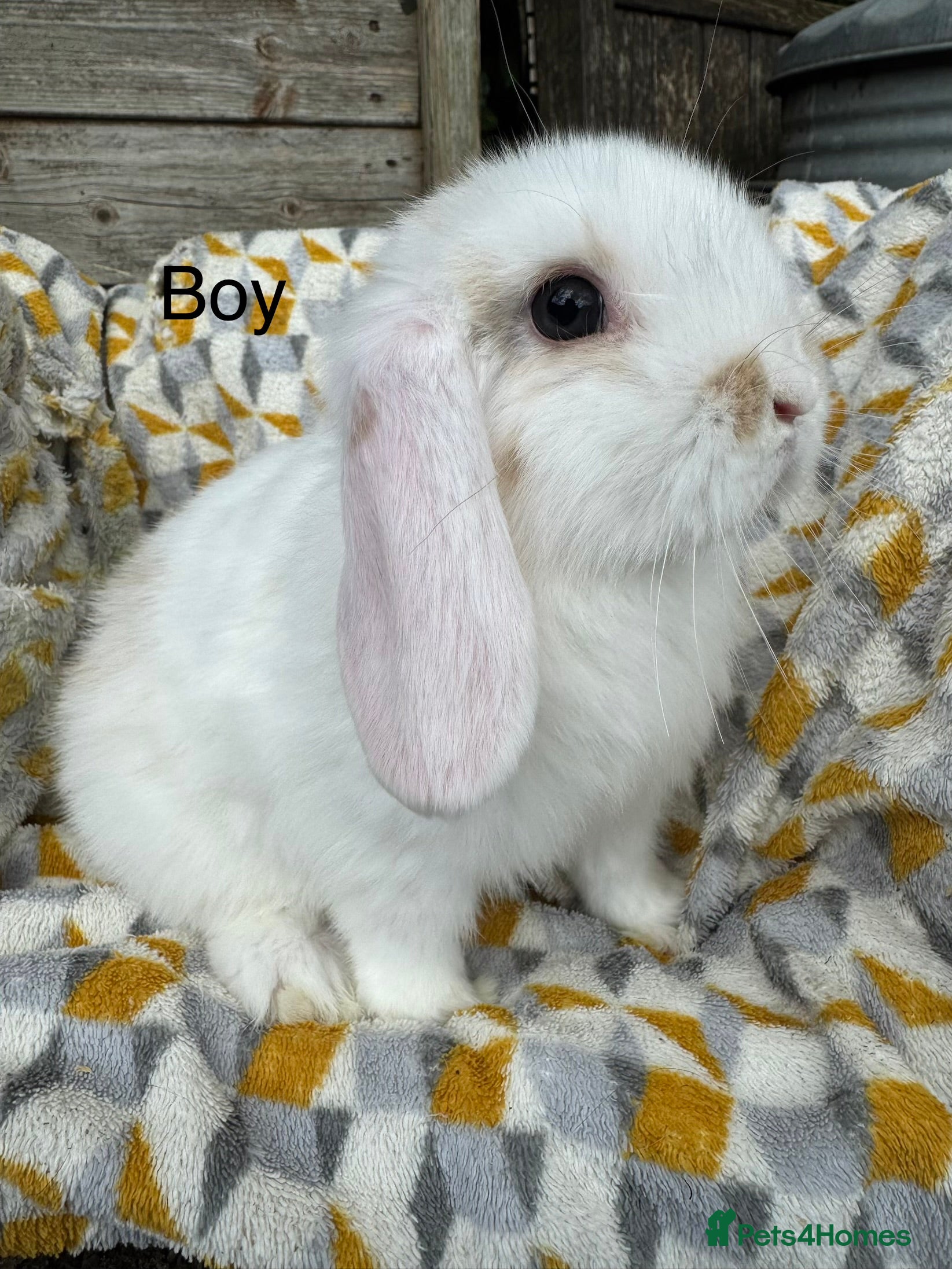 Mini Lop rabbits Beautiful mini lops Ready now  - Advert 1