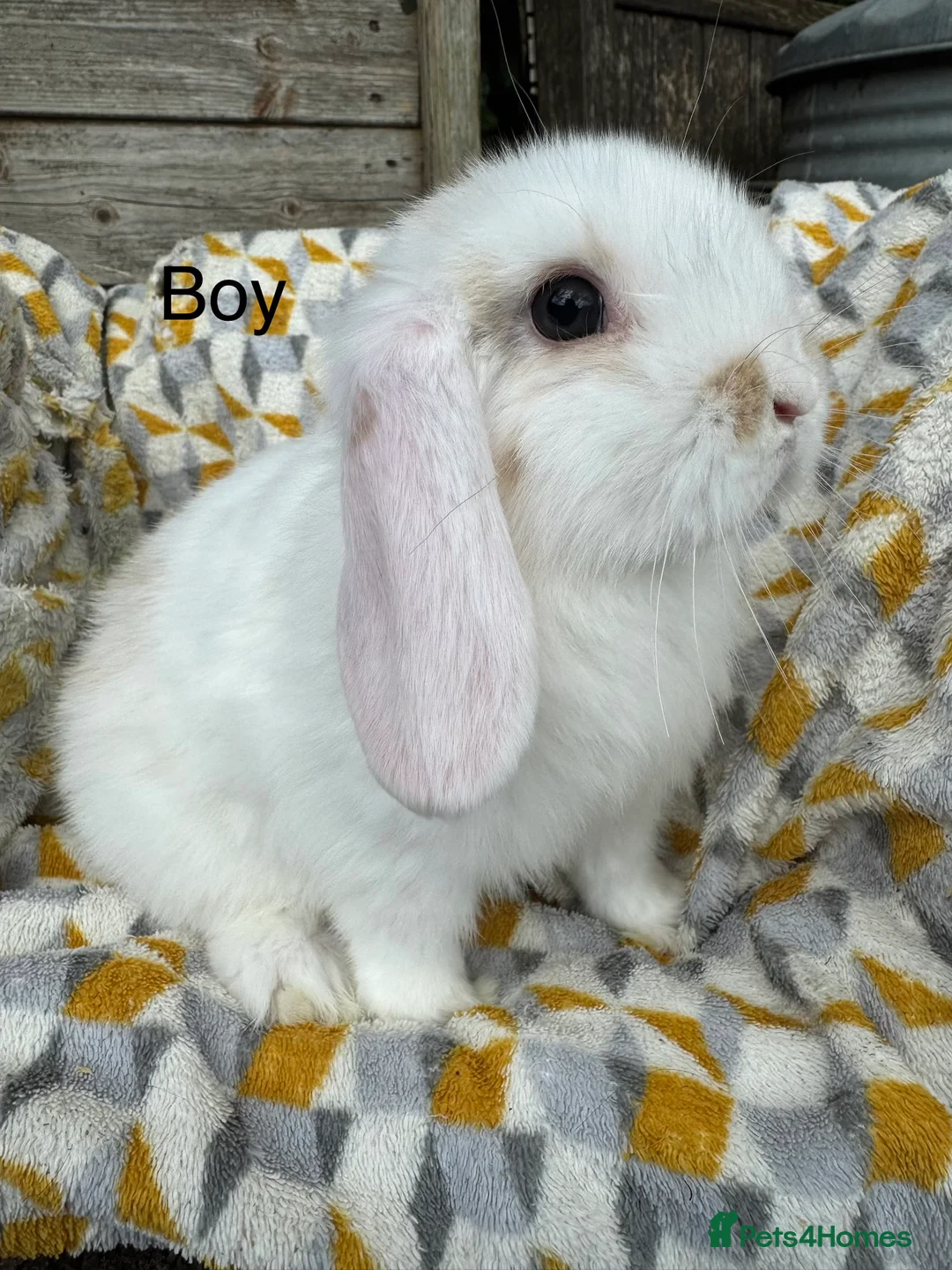 Mini Lop rabbits for sale: Beautiful mini lops Ready now  - Advert 1