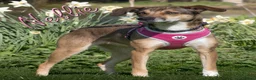 Mixed Breed dogs for adoption: Little Nellie needs a home - Advert 5
