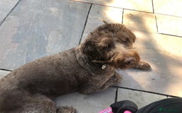 Labradoodle dogs for sale: Chocolate Labradoodle Male - Advert 3