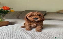 Cavapoo dogs for sale: Beautiful Litter Of F2b Cavapoos - Image 24