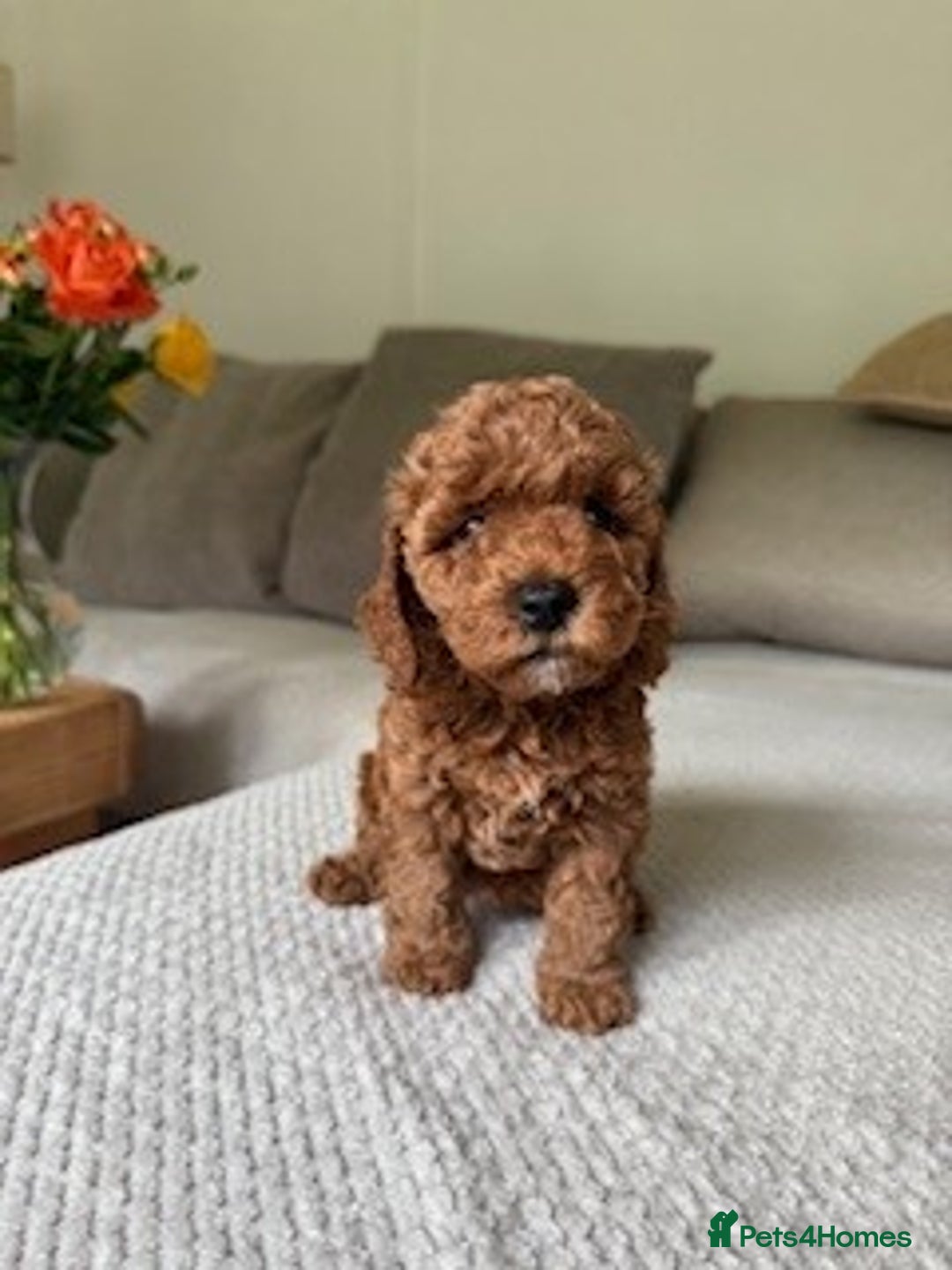 Cavapoo dogs for sale: Beautiful Litter Of F2b Cavapoos - Image 24