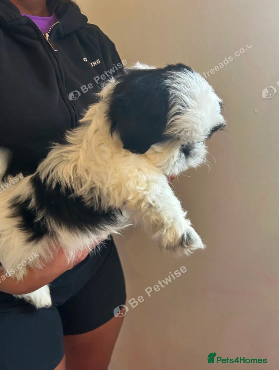 Shih Tzu dogs for sale: Shih tzu - Advert 4