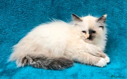 Ragdoll cats for sale: PEDIGREE GCCF REG CHAMPION LINE RAGDOLL KITTENS - Image 25