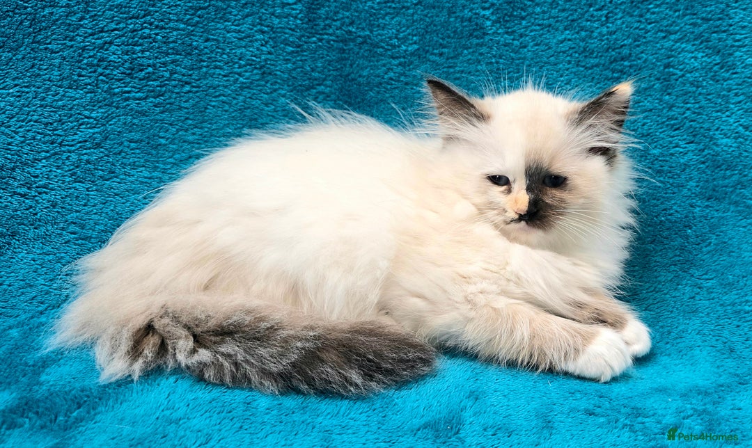 Ragdoll cats for sale: PEDIGREE GCCF REG CHAMPION LINE RAGDOLL KITTENS - Image 25
