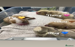 English Bulldog dogs for sale: English bulldog puppies  - Image 6