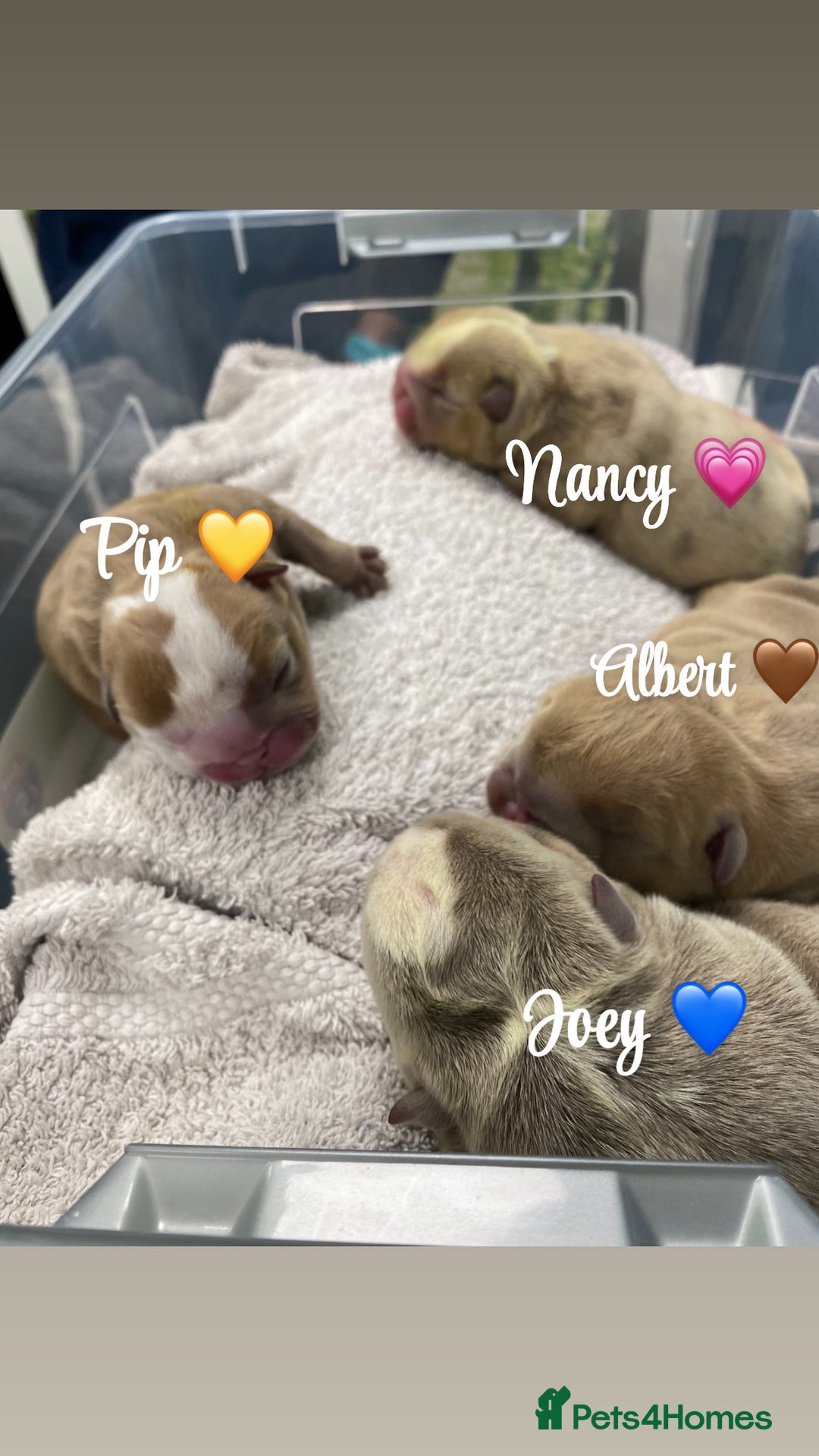 English Bulldog dogs for sale: English bulldog puppies  - Image 6