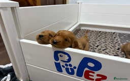Golden Retriever dogs for sale: Dark Red Golden Retriever Pups  - Image 19