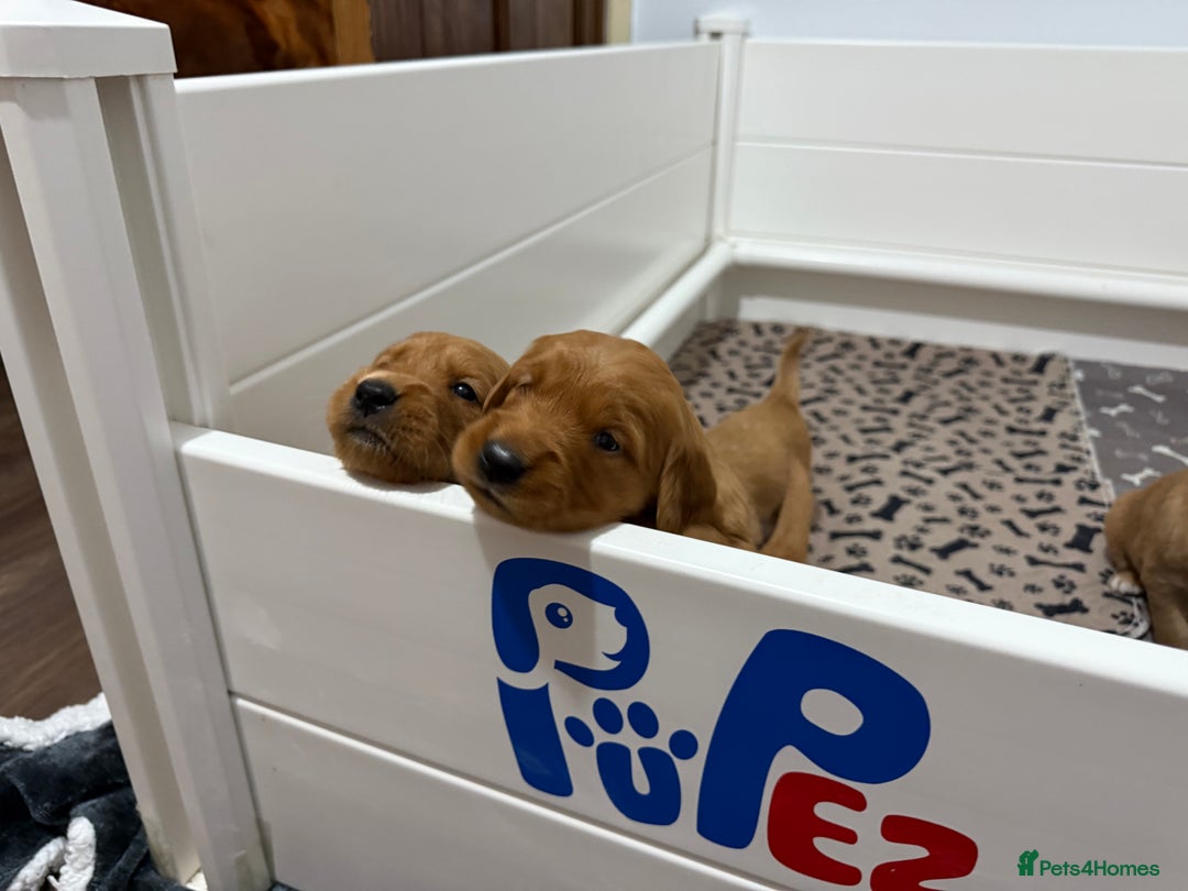 Golden Retriever dogs for sale: Dark Red Golden Retriever Pups  - Image 19