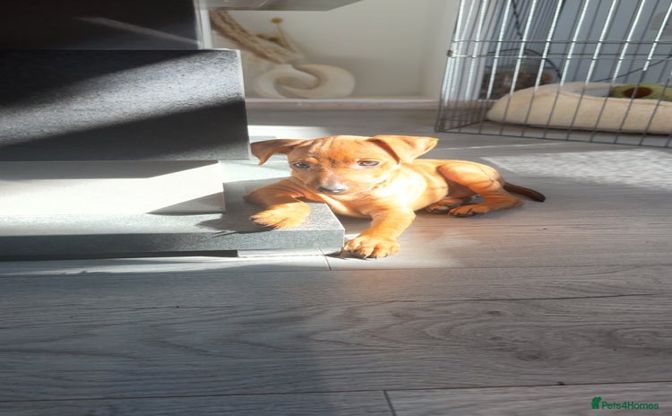Miniature Pinscher dogs - Advert 2